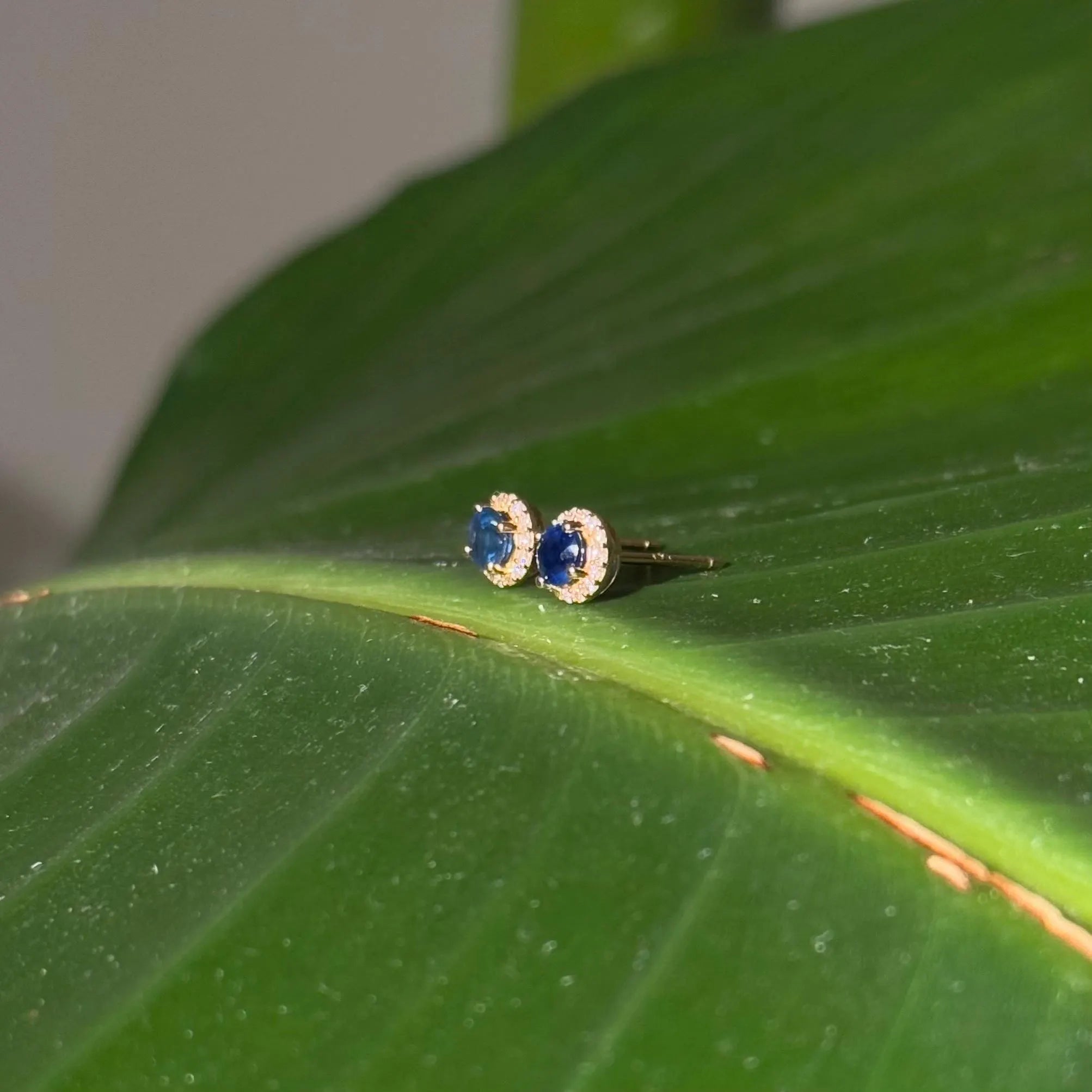 Sapphire Diamond Halo Stud Earrings in 14k Yellow Gold